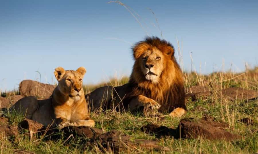 4 Days 3 Nights Masai Mara, L.Nakuru Jeep. - Key Highlights You Will Actually Feel