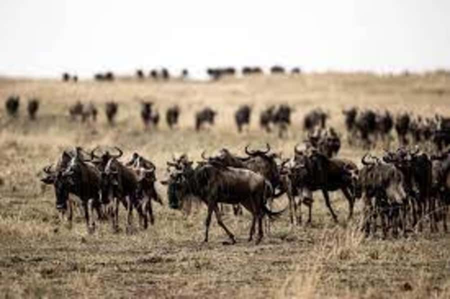 4 Days 3 Nights Masai Mara, L.Nakuru Jeep. - Why Masai Mara Plus Lake Nakuru Works