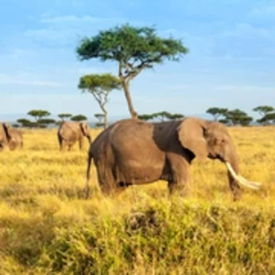 4 Days 3 Nights Masai Mara, L.Nakuru Jeep. - Day 1 to Masai Mara: Rift Valley Views and an Afternoon Safari