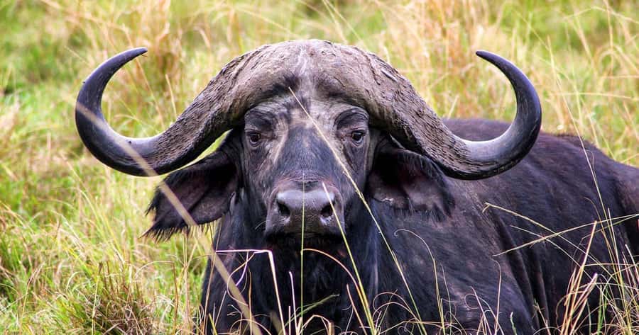 4 Days 3 Nights Masai Mara, L.Nakuru Jeep. - Day 4 Lake Nakuru Morning: Flamingos, Rhinos, and Rothschild Giraffes