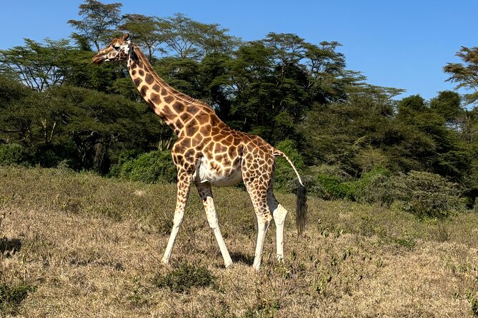 4 Days 4WD Private Maasai Mara, Nakuru Parks with Lodge LUXURY - Key things that make this 4WD Mara plus Nakuru safari work