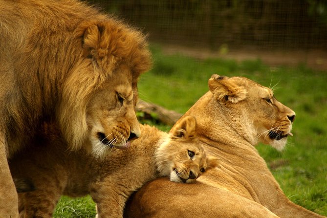 4-Days Best Wildlife Safari: Amboseli, Tsavo West & Tsavo East Private Safari - Amboseli To Tsavo In Four Days: What You Actually Get