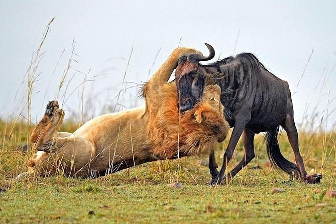 4-Days Best Wildlife Safari: Amboseli, Tsavo West & Tsavo East Private Safari - Mzima Springs And Tsavo East: Water Wildlife You Cannot Fake