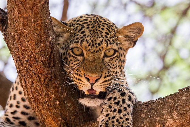 4-Days Best Wildlife Safari: Amboseli, Tsavo West & Tsavo East Private Safari - Starting In Nairobi: Pickup, Timing, And The First Day Vibe