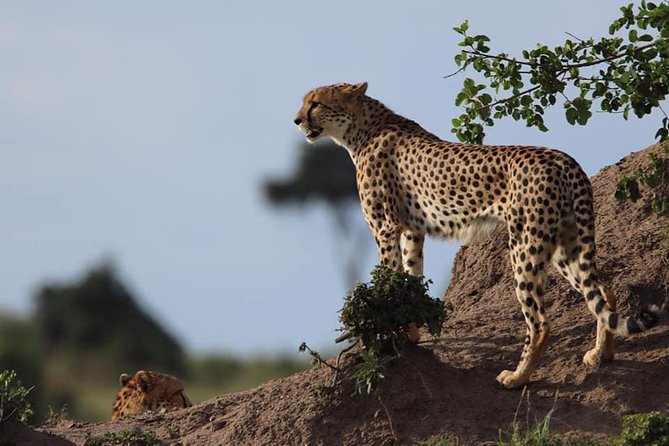 4 Days Enthralling Safaris in Kenya-lake Nakuru Masai Mara - Crossing into the Maasai Mara: bigger space, more chances, and the spice game drives