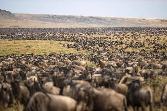 4 Days Enthralling Safaris in Kenya-lake Nakuru Masai Mara - Day 3 Mara game drives: where the Big Five odds get real