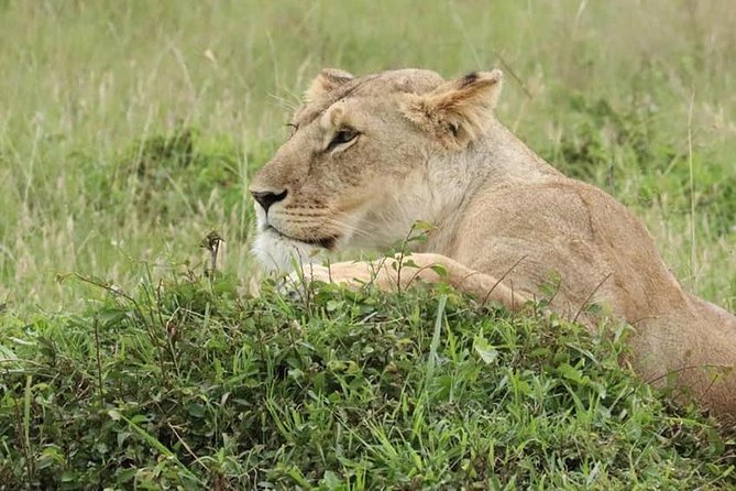4 Days Enthralling Safaris in Kenya-lake Nakuru Masai Mara - Day 4 back to Nairobi: a final morning drive, then city time
