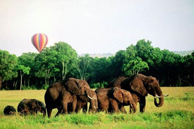 4 Days Enthralling Safaris in Kenya-lake Nakuru Masai Mara - Price and value: what $871.80 buys you