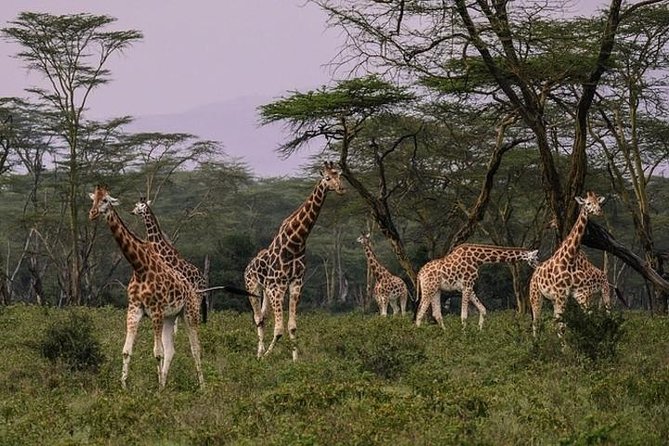 4 days group joining budget safari to Maasai Mara only - Day 2 Big Five search plus Mara River migration stops