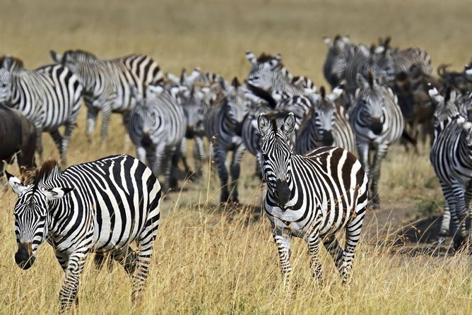 4 Days Group Joining Budget Safari To Masai Mara And Lake Nakuru National Park - Day 3: heading to Nakuru via Lake Naivasha, then settling into Mat fam Resort