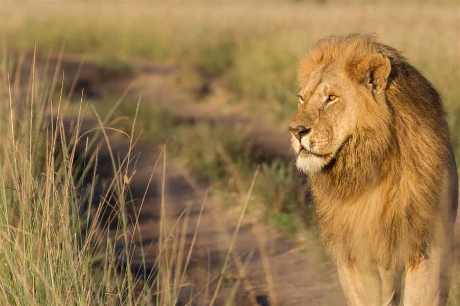 4 days Group safari in Masaai Mara and Lake Nakuru Park - Key Highlights You Should Know Before You Go