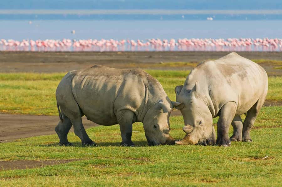 4 days Group safari in Masaai Mara and Lake Nakuru Park - Why This 4-Day Mara and Nakuru Safari Makes Sense