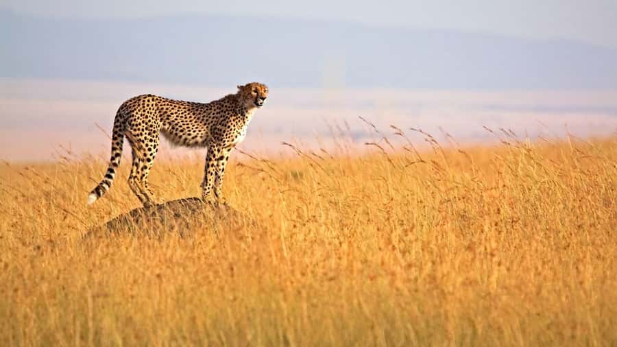 4 days Group safari in Masaai Mara and Lake Nakuru Park - Day 2 Full Day in Maasai Mara: Big Five Targets and the Mara River System