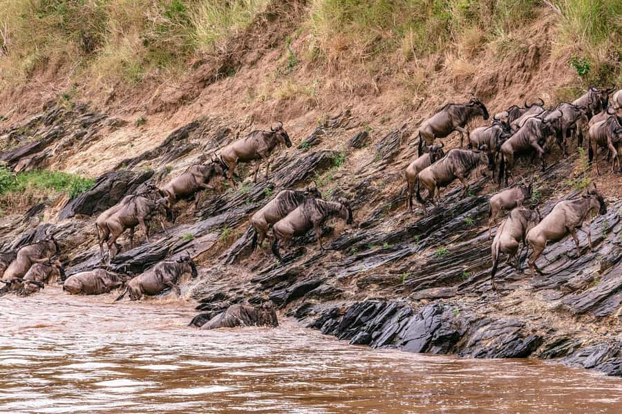 4 days Group safari in Masaai Mara and Lake Nakuru Park - Rhino Tourist Camp and Nakuru Resort: The Real Comfort Details
