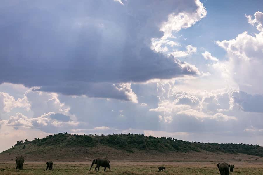 4 days Group safari in Masaai Mara and Lake Nakuru Park - Transport and Group Size: Pop Roof Viewing, Shared Moments