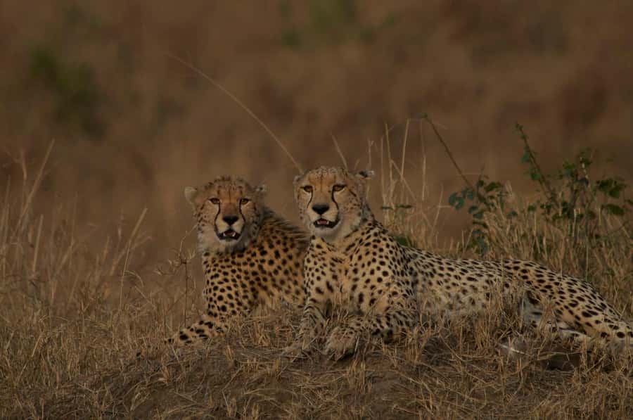 4 days Group safari in Masaai Mara and Lake Nakuru Park - Guide Quality: The Difference Between Seeing Wildlife and Missing It