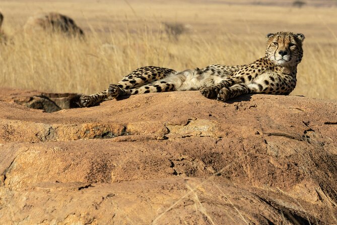 4 Days Lake Nakuru and Masai Mara Luxury Safari - Key highlights worth paying attention to