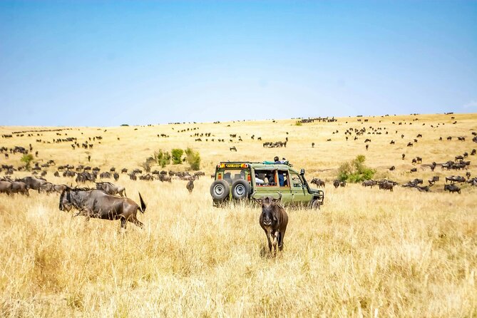 4 Days Lake Nakuru and Masai Mara Luxury Safari - Why this Nakuru-to-Mara route feels like a smart Kenya shortcut
