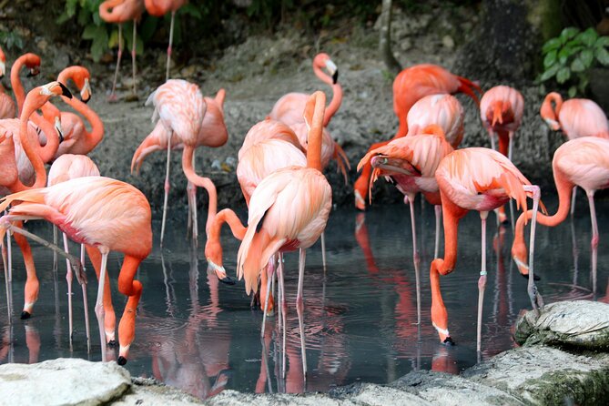 4 Days Lake Nakuru and Masai Mara Luxury Safari - Big game energy on day 3, plus an optional balloon safari