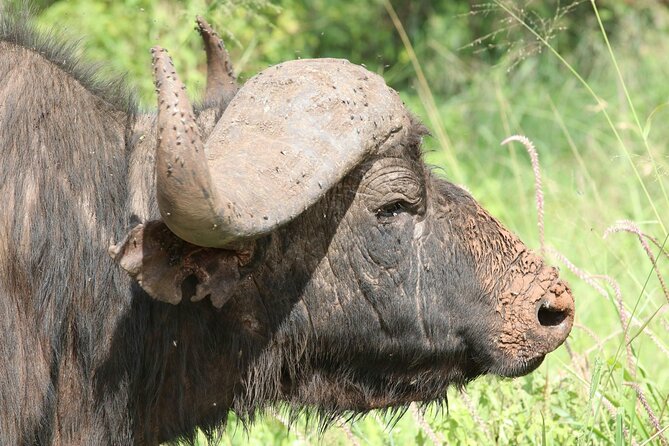 4 Days Lake Nakuru and Masai Mara Luxury Safari - Day 4 in Nairobi: a comfortable ending, not another long transfer