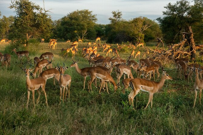 4 Days Lake Nakuru and Masai Mara Luxury Safari - Price and logistics: what $3,170 buys you in real comfort