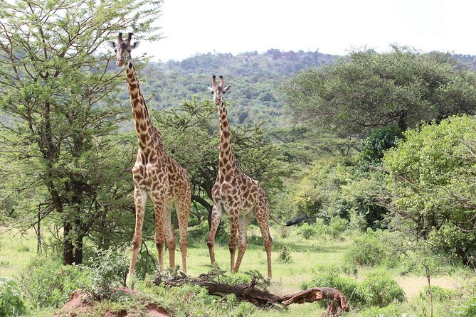 4 Days Lake Nakuru and Masai Mara Luxury Safari - Guides and lodges: where luxury becomes a feeling, not a label