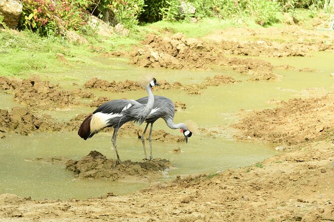 4 Days Lake Nakuru and Masai Mara Luxury Safari - Making the most of Lake Nakuru and the Mara: practical tips that pay off