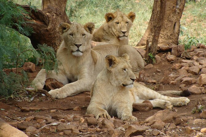 4 Days Lake Nakuru and Masai Mara Luxury Safari - Driving the Maasai Mara in a pop-up roof Land Cruiser