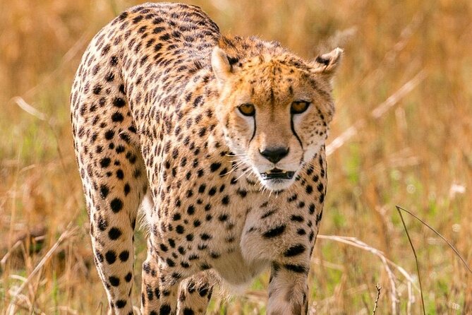 4 Days Landcruiser Safari to Masai Mara and Lake Nakuru - Key highlights you should know