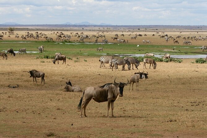 4 Days Landcruiser Safari to Masai Mara and Lake Nakuru - Nairobi to Masai Mara, the kind of start that pays off