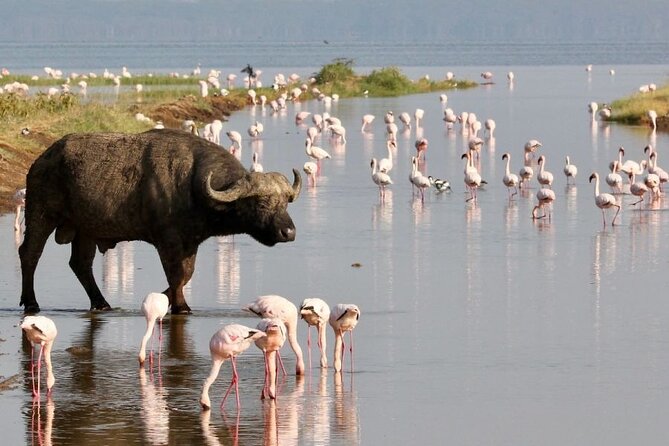4 Days Landcruiser Safari to Masai Mara and Lake Nakuru - A full day in Mara: the Mara River picnic break
