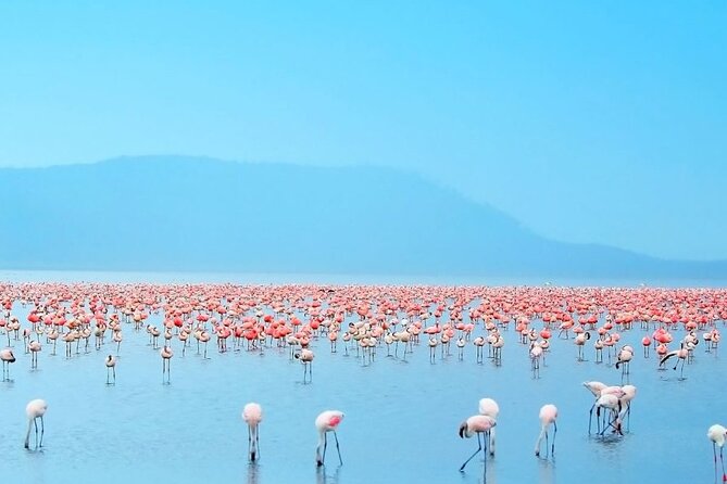4 Days Landcruiser Safari to Masai Mara and Lake Nakuru - Optional Maasai village cultural visit, worth choosing deliberately