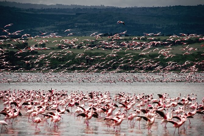 4 Days Landcruiser Safari to Masai Mara and Lake Nakuru - Lake Nakuru: flamingos, birds, and serious rhino chances