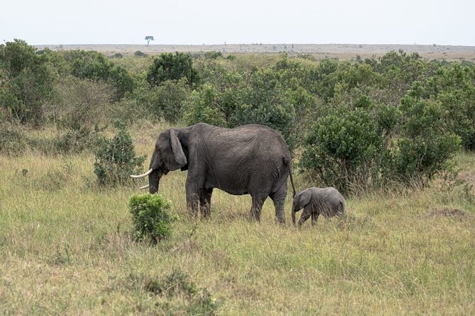 4 Days Landcruiser Safari to Masai Mara and Lake Nakuru - Early morning in Nakuru: why the 7:00 am start matters