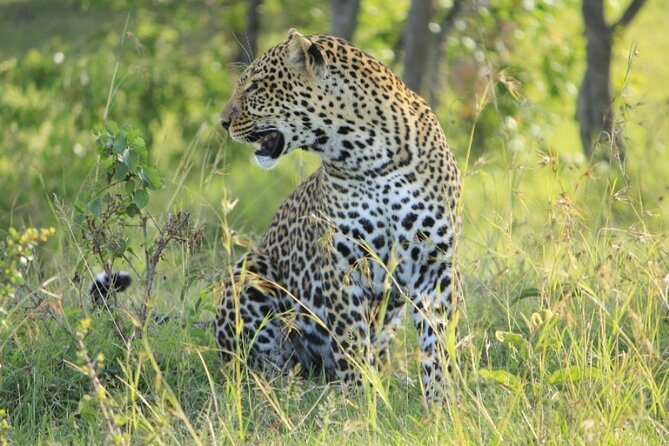 4 Days Landcruiser Safari to Masai Mara and Lake Nakuru - Guide power: why people keep naming Francis, Papa, Richard, and others