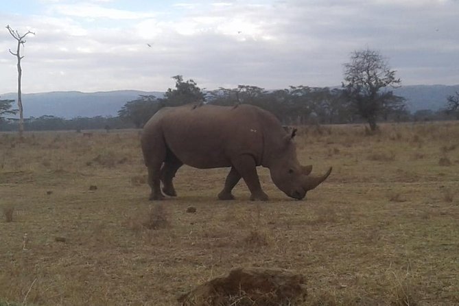 4 Days Maasai Mara and Lake Nakuru Unforgettable Safari - Four Days That Actually Fit Real Plans