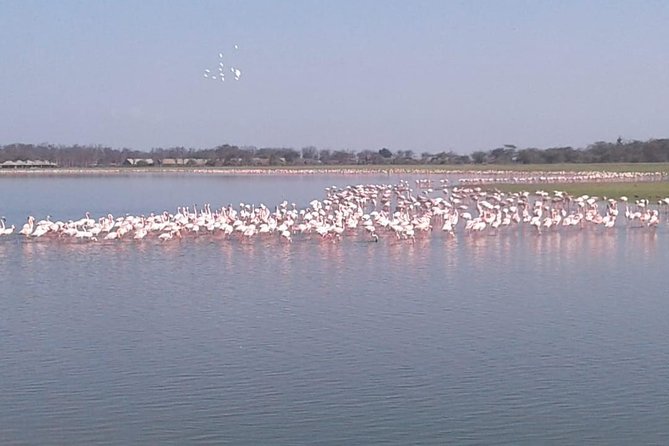 4 Days Maasai Mara and Lake Nakuru Unforgettable Safari - Day 3 to Lake Nakuru: A Shift From Mara’s Plains to Rhino Territory