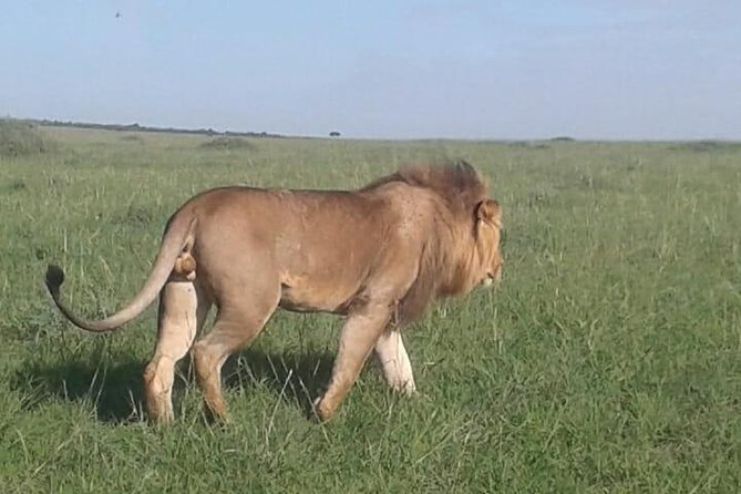 4 Days Maasai Mara and Lake Nakuru Unforgettable Safari - Day 4 in Lake Nakuru: Early Start for White Rhinos and Flamingo Possibilities