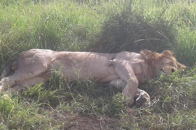 4 Days Maasai Mara and Lake Nakuru Unforgettable Safari - Meals and Lodging: Full Board Without the Fancy Stuff