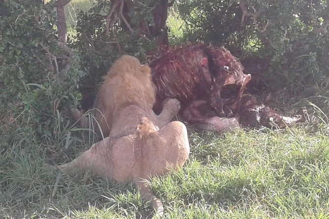 4 Days Maasai Mara and Lake Nakuru Unforgettable Safari - Value and Price: Is $381.54 a Good Deal for Two Reserves?