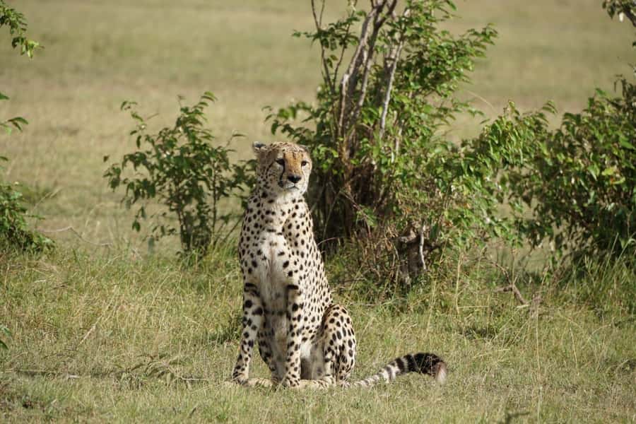 4 DAYS MAASAI MARA GROUP SAFARI: (WITH MARA PARK FEES) - 4WD - Key Highlights You’ll Actually Feel