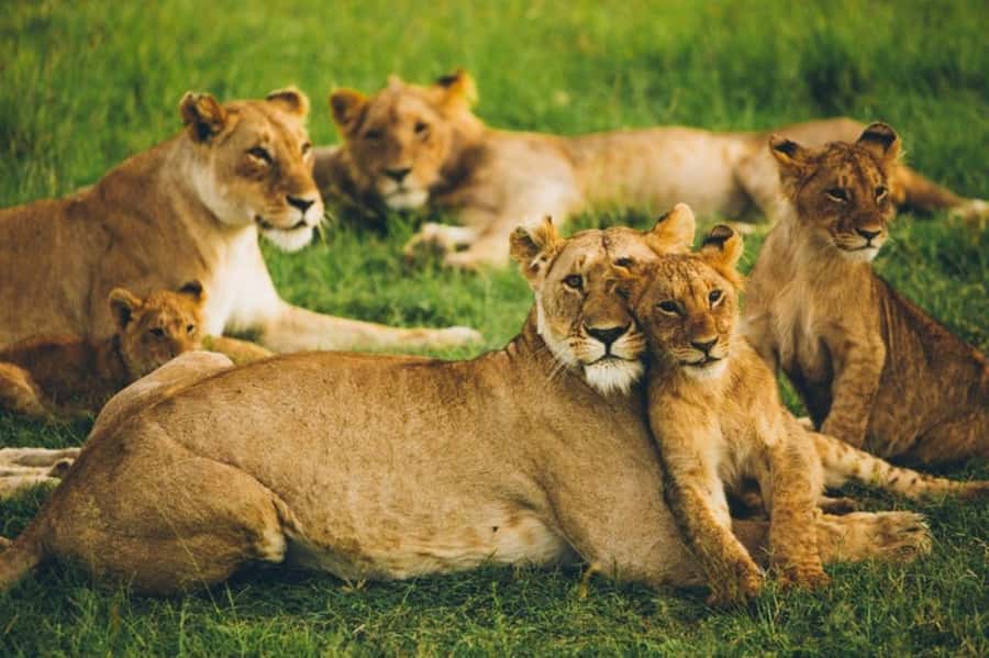 4 DAYS MAASAI MARA GROUP SAFARI: (WITH MARA PARK FEES) - 4WD - Day One Sunset Game Drive: Your First Real Wildlife Window