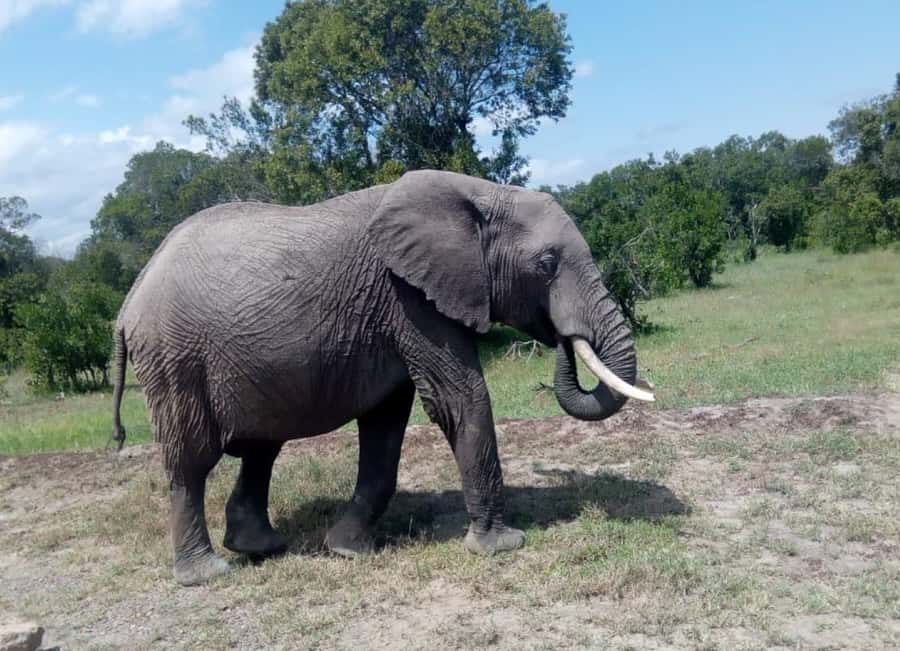 4 DAYS MAASAI MARA GROUP SAFARI: (WITH MARA PARK FEES) - 4WD - Rhino Tourist Camp (or Similar): What the Camp Type Means for You