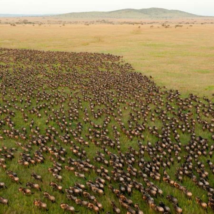 4 DAYS MAASAI MARA & LAKE NAKURU SMALL GROUP SAFARI BY 4WD - Key Things I’d Watch for on This 4-Day Safari