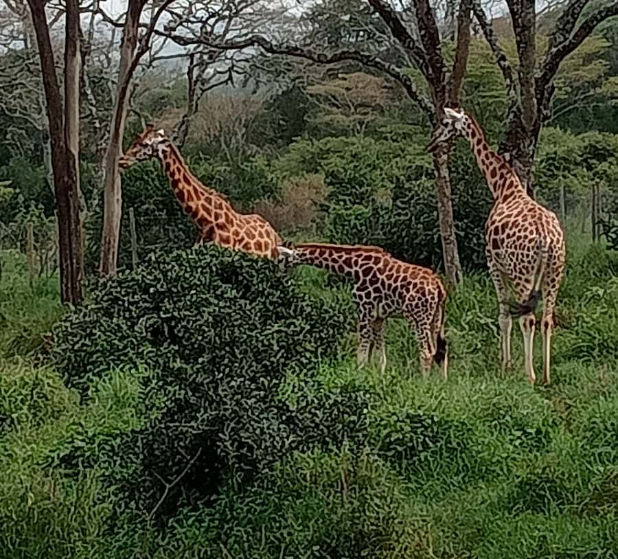 4 DAYS MAASAI MARA & LAKE NAKURU SMALL GROUP SAFARI BY 4WD - Entering Nairobi to Maasai Mara, Rift Valley Views and First Wildlife Time