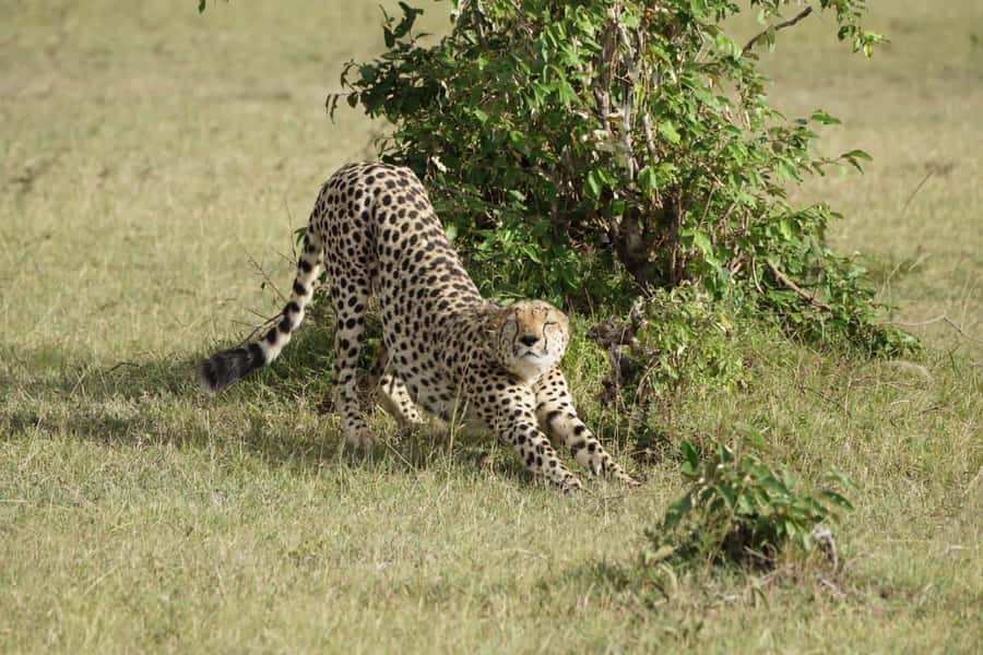 4 DAYS MAASAI MARA & LAKE NAKURU SMALL GROUP SAFARI BY 4WD - Day Three Mara to Nakuru, Travel Time That Sets Up Your Rhino Chances