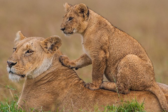 4 days Maasai Mara-Nakuru Mid-Range - Nairobi to the Rift Valley: setting the stage near Lake Nakuru
