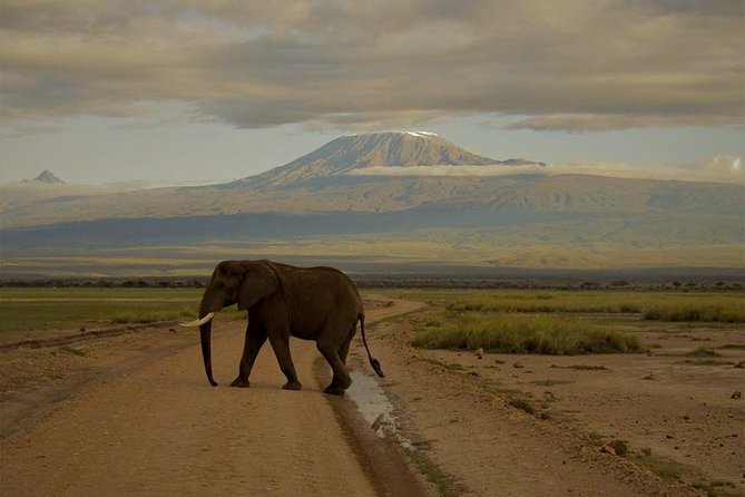 4 days Maasai Mara-Nakuru Mid-Range - Value and price: what $1,681.89 buys you in a mid-range safari