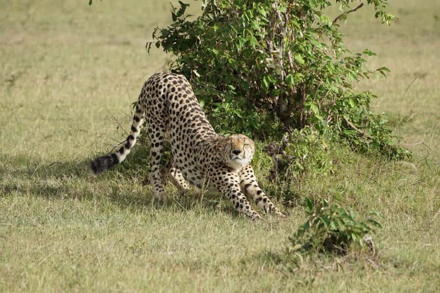 4 DAYS MAASAI MARA NATIONAL RESERVE GROUP SAFARI- 4WD - Nairobi to Maasai Mara Through the Rift Valley Viewpoint