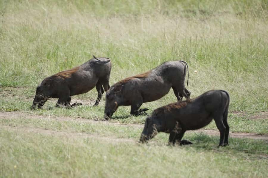4 DAYS MAASAI MARA NATIONAL RESERVE GROUP SAFARI- 4WD - The 4WD Group Setup: Pop-Top Jeep That Helps You See